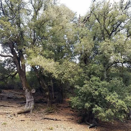 Rejna קרדדו